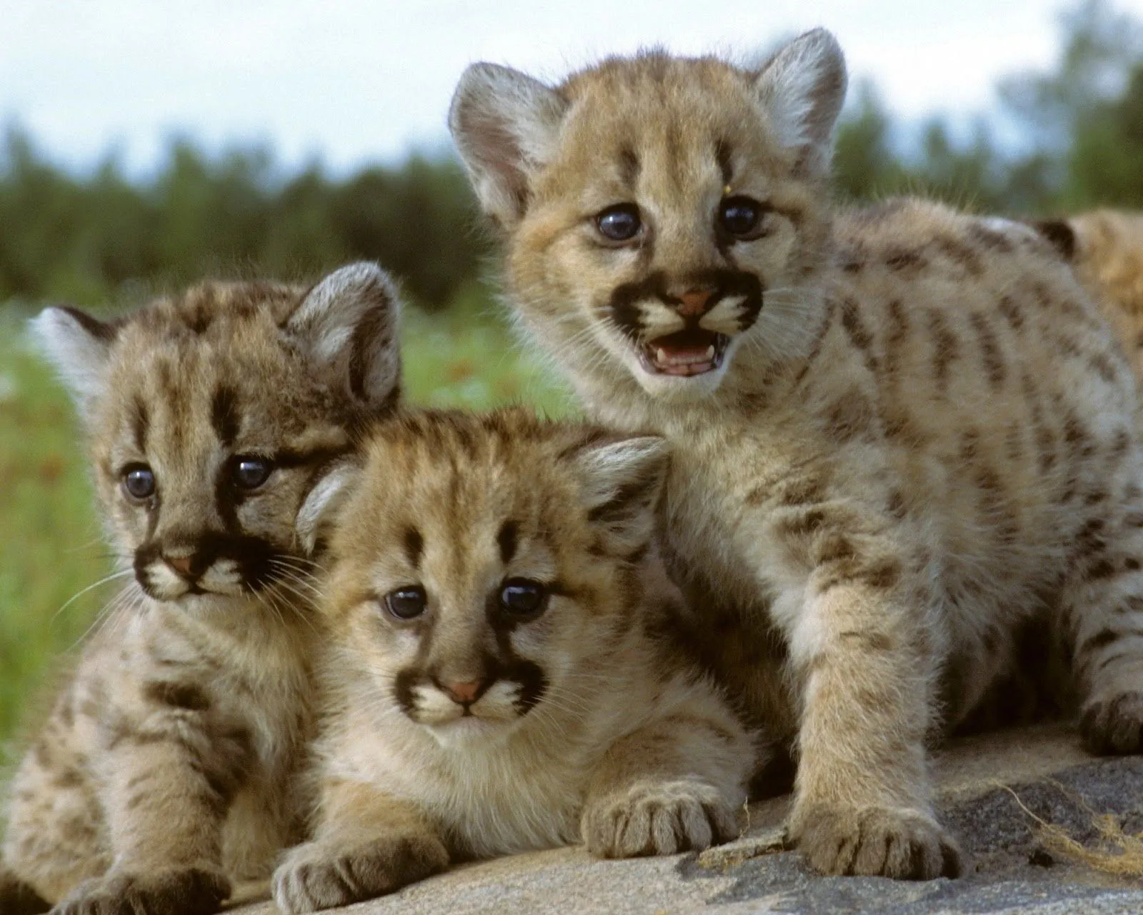 Pumas bebés - Imagui