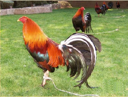 PONER EN PUNTA AL GALLO DE PELEA | Ver Fotos de Gallos de Pelea ... PONER EN PUNTA AL GALLO DE PELEA | Ver Fotos de Gallos de Pelea ...