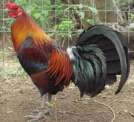 PONER EN PUNTA AL GALLO DE PELEA P/2 | Ver Fotos de Gallos de ... PONER EN PUNTA AL GALLO DE PELEA P/2 | Ver Fotos de Gallos de ...
