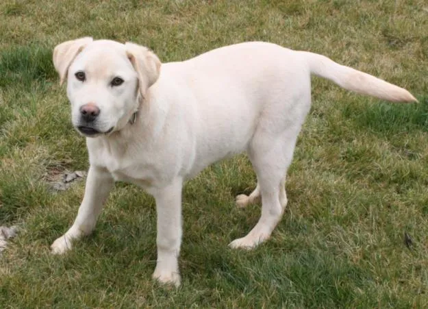 Ni un puntito somos en el Universo: Alegría con Athos… (es mi ...