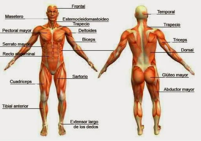 Mi otro pupitre: -Vídeos del aparato locomotor Mi otro pupitre: -Vídeos del aparato locomotor