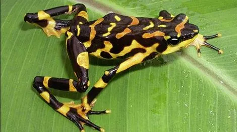 Pura Natural: Rana Arlequín/Sapo Pintado - (Atelopus varius) Pura Natural: Rana Arlequín/Sapo Pintado - (Atelopus varius)