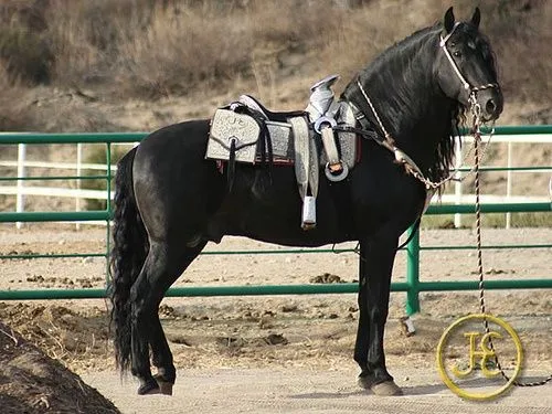 Imagenes de caballos bailadores - Imagui