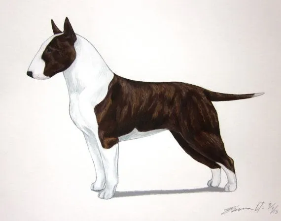 purebred dogs for sale | The objective of this group is the right ... purebred dogs for sale | The objective of this group is the right ...