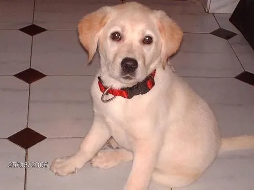 Es puro o me metieron el "perro" ja - (Labrador Retriever ... Es puro o me metieron el "perro" ja - (Labrador Retriever ...