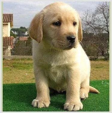 Es puro o me metieron el "perro" ja - (Labrador Retriever) | Perros.