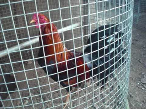 puros gallos perrones 3 - YouTube