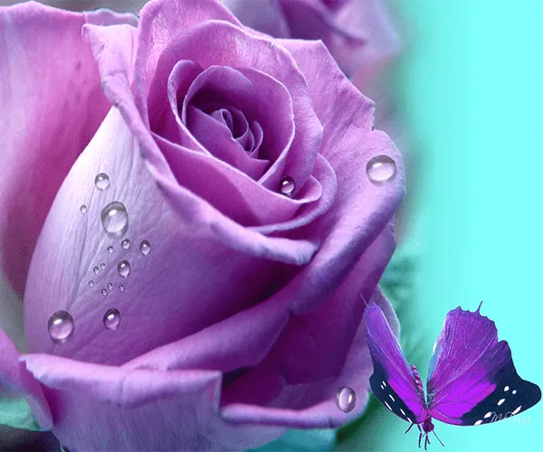 Purple Rose Live Wallpaper - Android Apps on Google Play