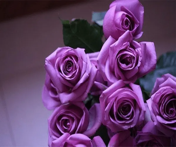 Purple Rose Live Wallpaper - Android Apps on Google Play