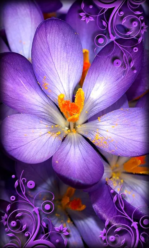 Púrpura Flores Fondo Animado - Aplicaciones Android en Google Play Púrpura Flores Fondo Animado - Aplicaciones Android en Google Play
