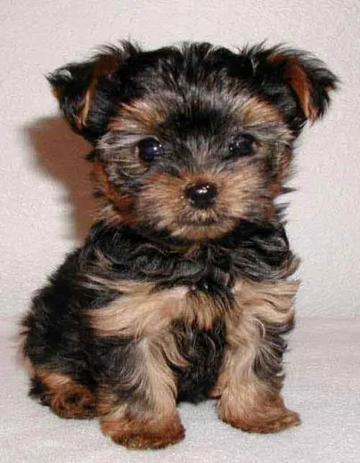 puzle perrito