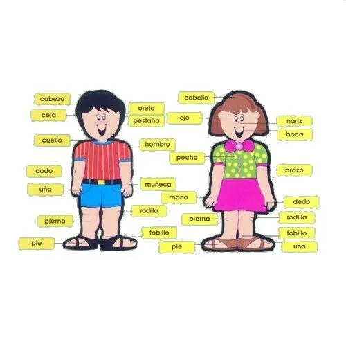 Puzzle de partes del cuerpo humano , rompecabezas de