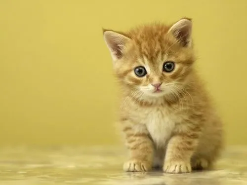 puzzle-rompecabezas-gato.jpg