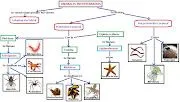 PZ C: animales invertebrados