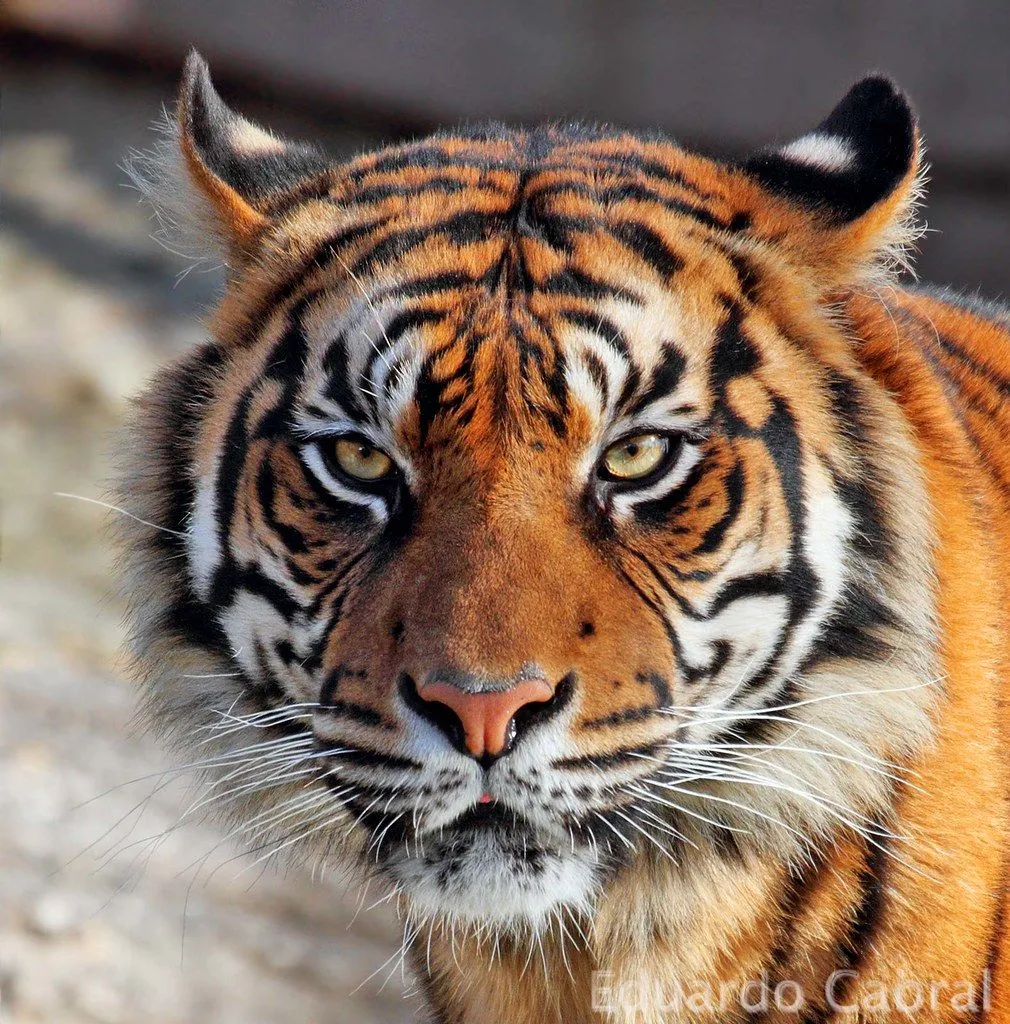 Cara de tigre - Imagui