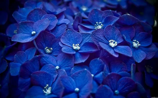 banco de fotos: Flores Azules en HD - Blue Flowers