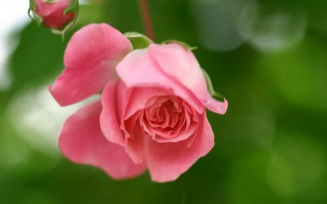 Flores rositas - Imagui