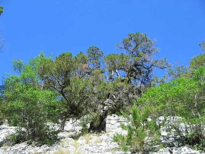 qs. è una pianta di ginepro,albero secolare che... [hikr.org]