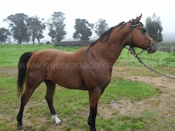 Quebrada del Castillo - Noticias
