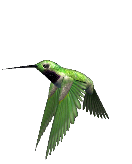 CÁSCARA DE NUEZ: pájaros