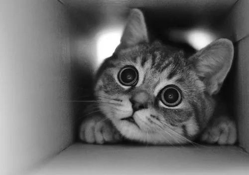 Querer es Perecer*: Tus ojos me enamoran