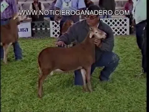 QUERETARO2012 GRAN CAMPEON RAZA BORREGOS PELIBEY - YouTube