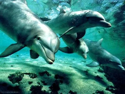 Querido Ser Humano:: DELFINES Y MEMORIA SOCIAL