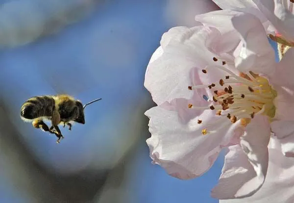 Queridos animales en paisaje de primavera