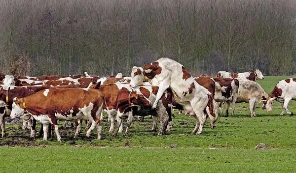 Queridos animales en paisaje de primavera