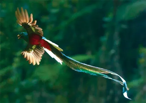 El Quetzal, Ave Nacional de Guatemala - DEGUATE.com