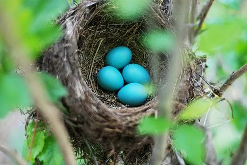 El Quetzal, Ave Nacional de Guatemala - DEGUATE.com