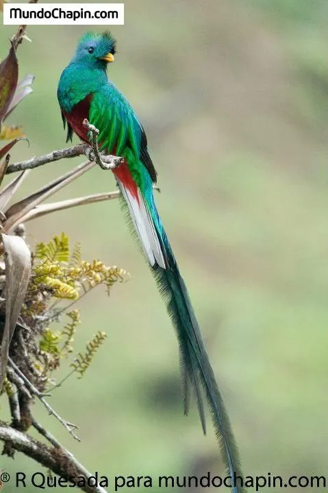El Quetzal, ave nacional Guatemala | Guatemala <3 | Pinterest | Birds