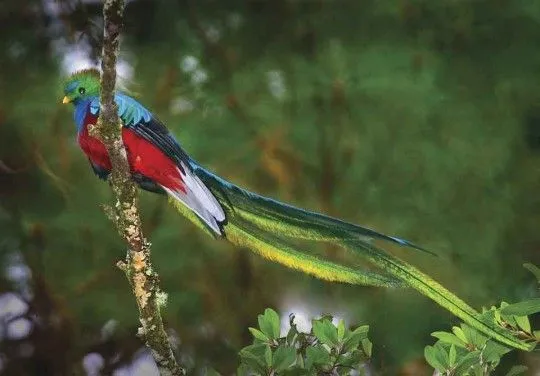 El Quetzal | Quetzal Imports