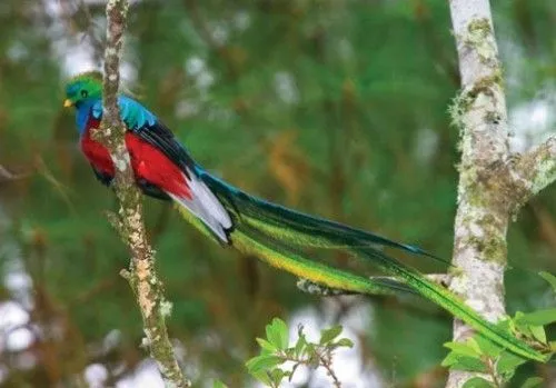 Dia del Quetzal, Simbolo patrio de Guatemala | www.noticiaselestor.com Dia del Quetzal, Simbolo patrio de Guatemala | www.noticiaselestor.com