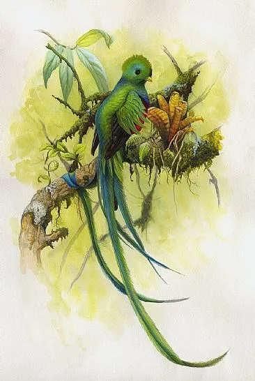 quetzal | Tumblr
