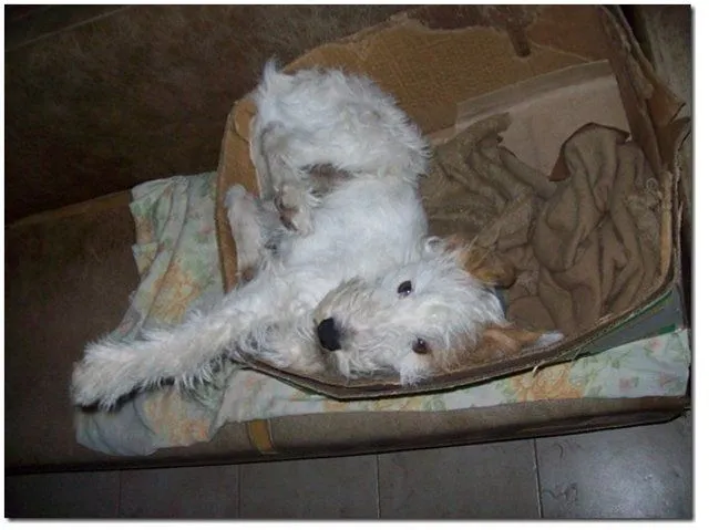 De Todo para los que quieren a los Perros! - Taringa! De Todo para los que quieren a los Perros! - Taringa!