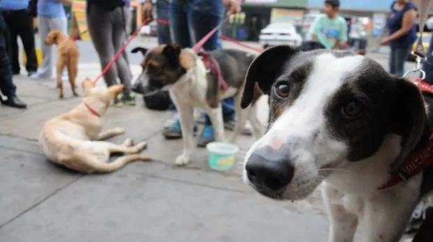 Quieres adoptar una mascota? Mira algunas opciones y ...