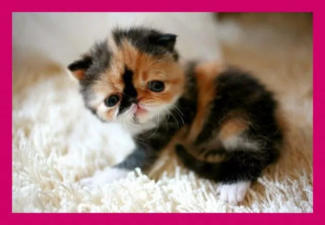 Quieres ver al gatito más mono del mundo? | Adolescentes Quieres ver al gatito más mono del mundo? | Adolescentes