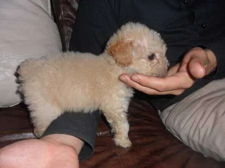 Venta de perros tacita de te en Bogotá 2013 - Imagui Venta de perros tacita de te en Bogotá 2013 - Imagui