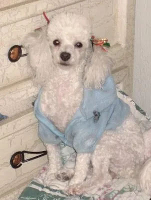 quiero un cachorro: French Poodle - Caniche