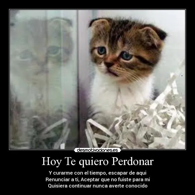 Hoy Te quiero Perdonar | Desmotivaciones