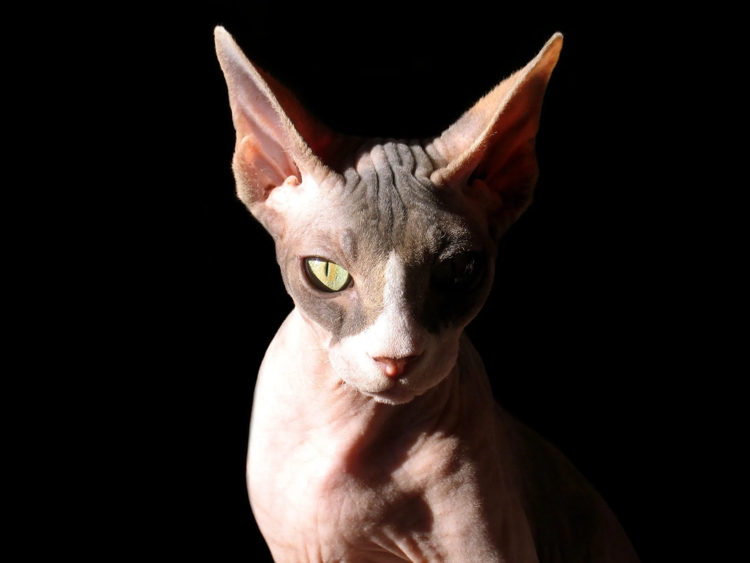 Yo de mayor quiero ser un… gato egipcio! | franciscojaviertostado. Yo de mayor quiero ser un… gato egipcio! | franciscojaviertostado.