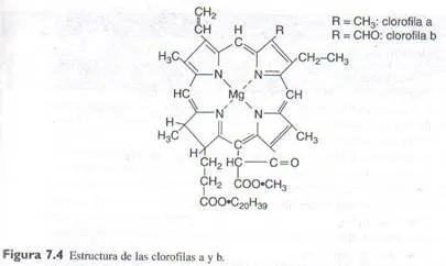 Quimica de los alimentos (página 2) - Monografias.com Quimica de los alimentos (página 2) - Monografias.com
