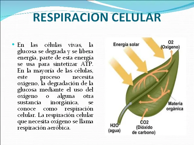 Química celular: Reacciones metabólicas (Presentación PowerPoint ...