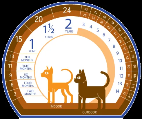 QUIMICA DELICIOSA ...: Calendario Gatuno