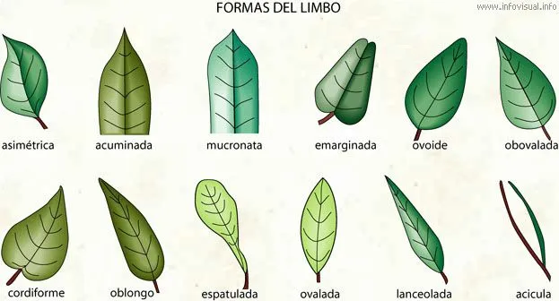 Quinto de Primaria colegio "Santa Isabel": Las partes de la planta Quinto de Primaria colegio "Santa Isabel": Las partes de la planta