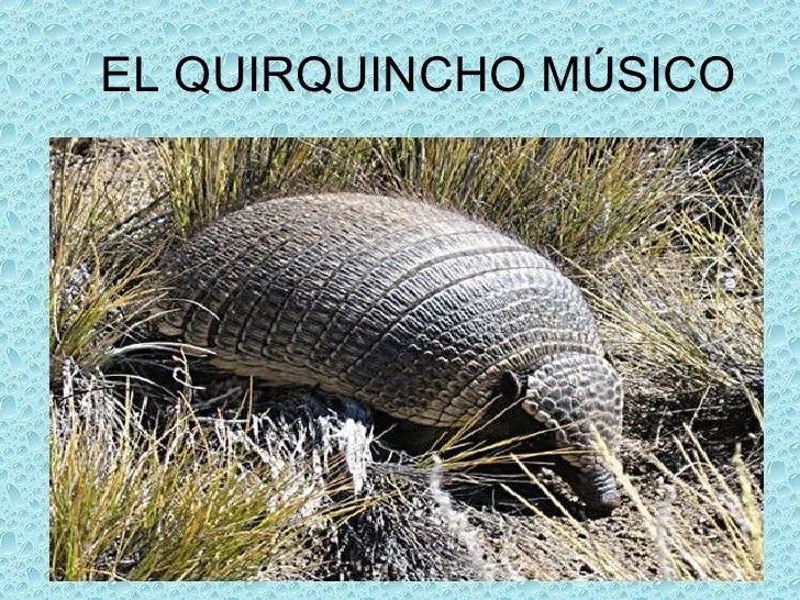El quirquincho músico 2