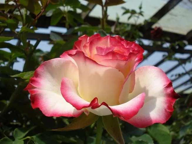 QUISIERA............... - Página 135 - Foro de InfoJardín