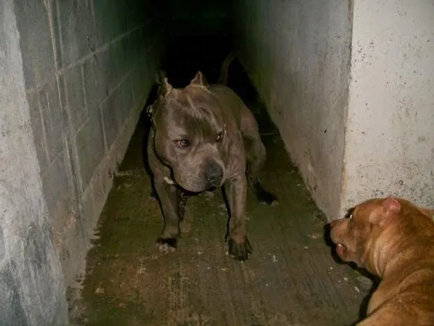 El "bullying" entre perros ~ Mundo Feliz