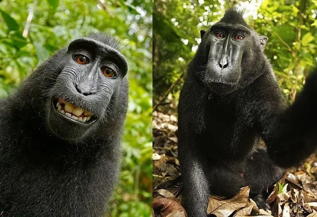 Qué es una "Selfie"? Respuesta correcta ✓ | Banco de Imágenes ...